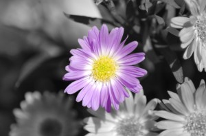 selective-flower selective-flower