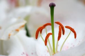 1150781_pollen 1150781_pollen