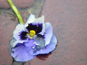 117651_tramblet_flower 117651_tramblet_flower