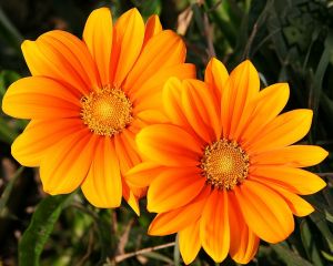 815607_twins 815607_twins