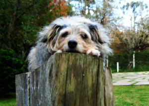 1193776_sad_old_dog 1193776_sad_old_dog