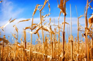 1172235_corn_fields_1