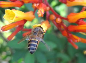 1192682_busy_bee 1192682_busy_bee