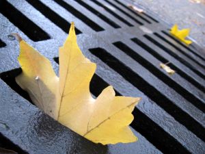 1221592_autumn_leaves_4 1221592_autumn_leaves_4