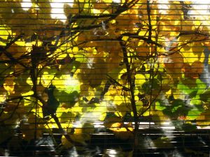 848046_window_shade 848046_window_shade