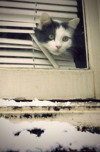 cat cat
