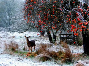 christmas berries christmas berries