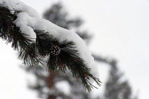 pine