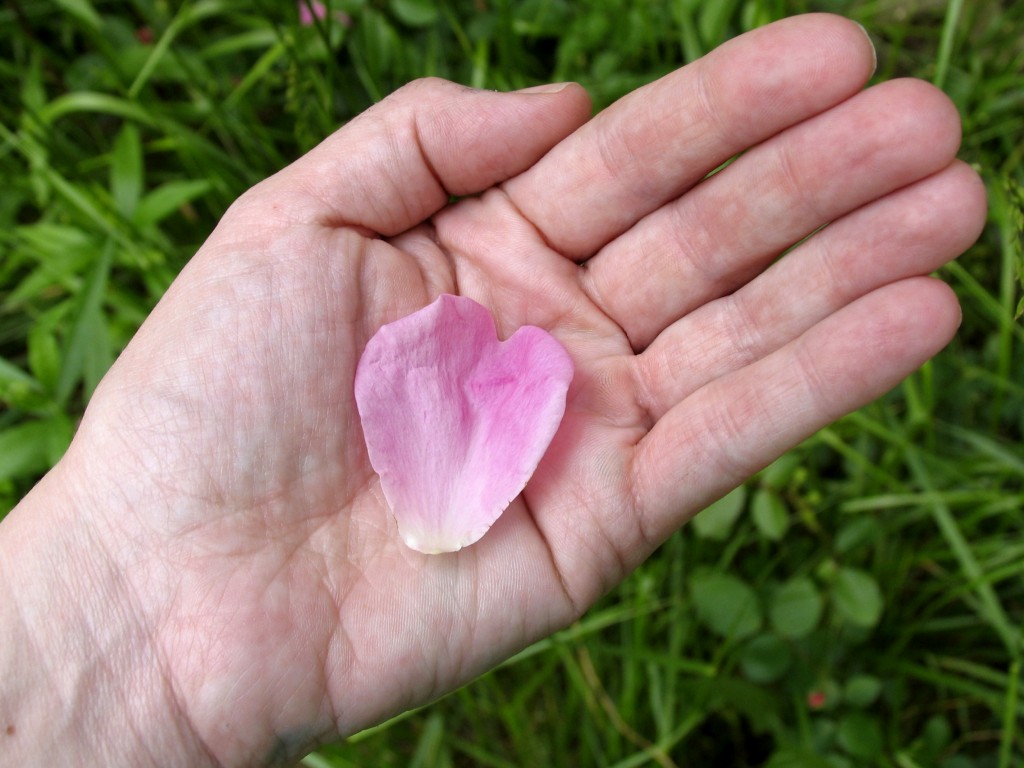 petalinhand