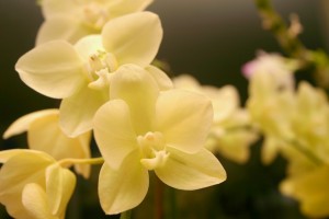 IMG_6198_n