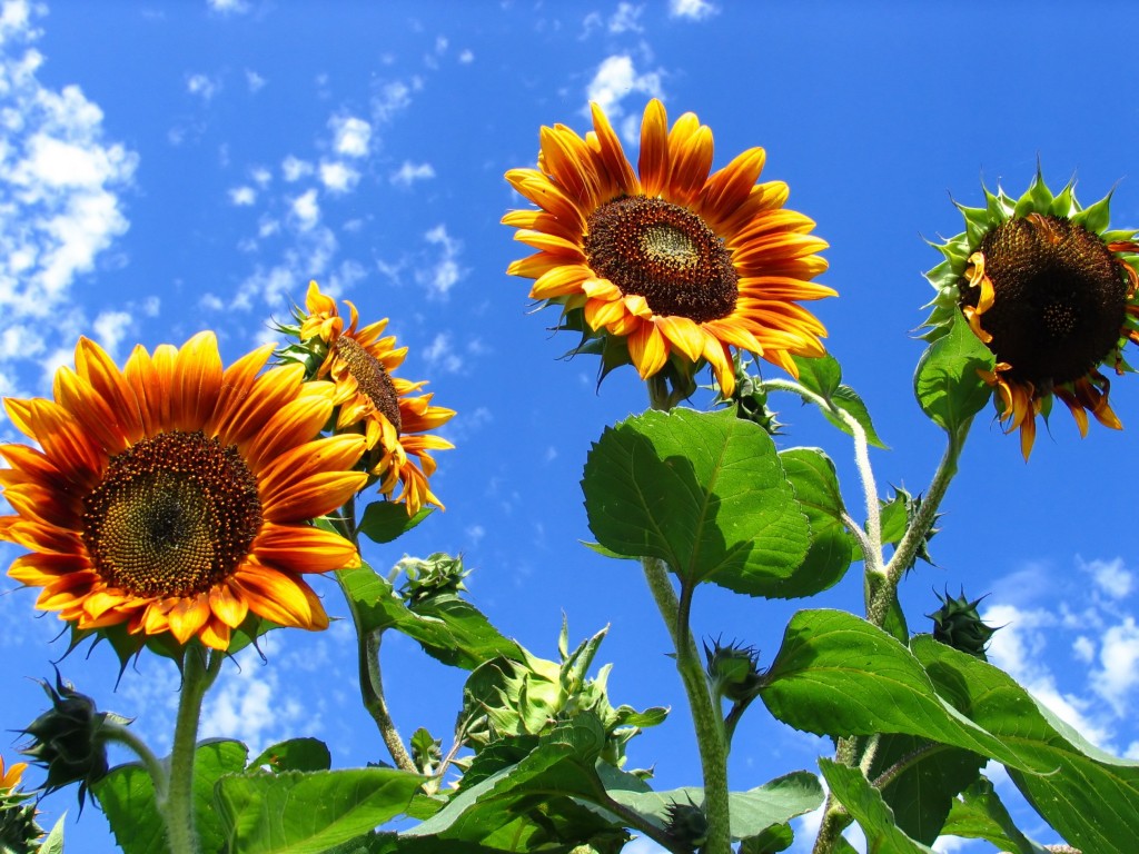 sunflowers
