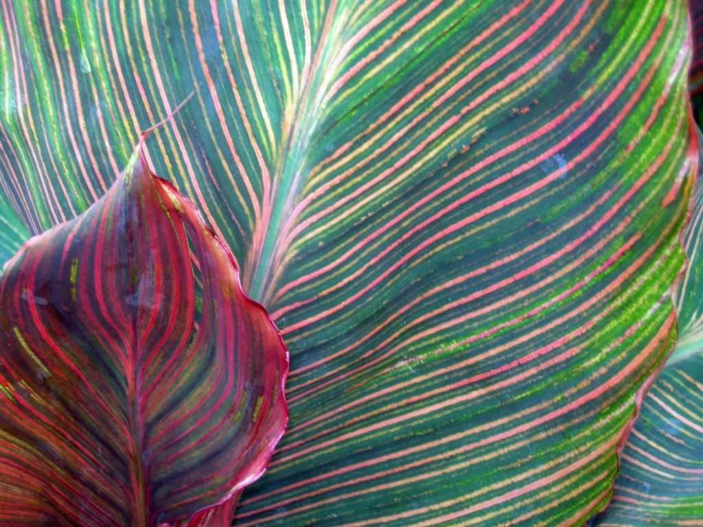 Abstract_leaves