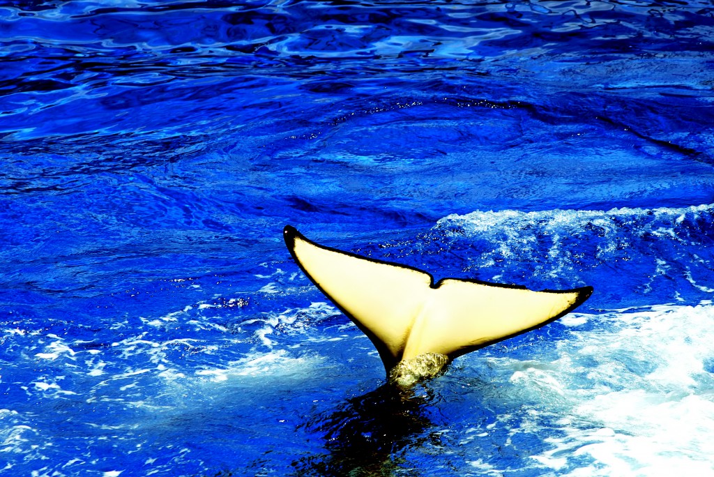 whale_3637