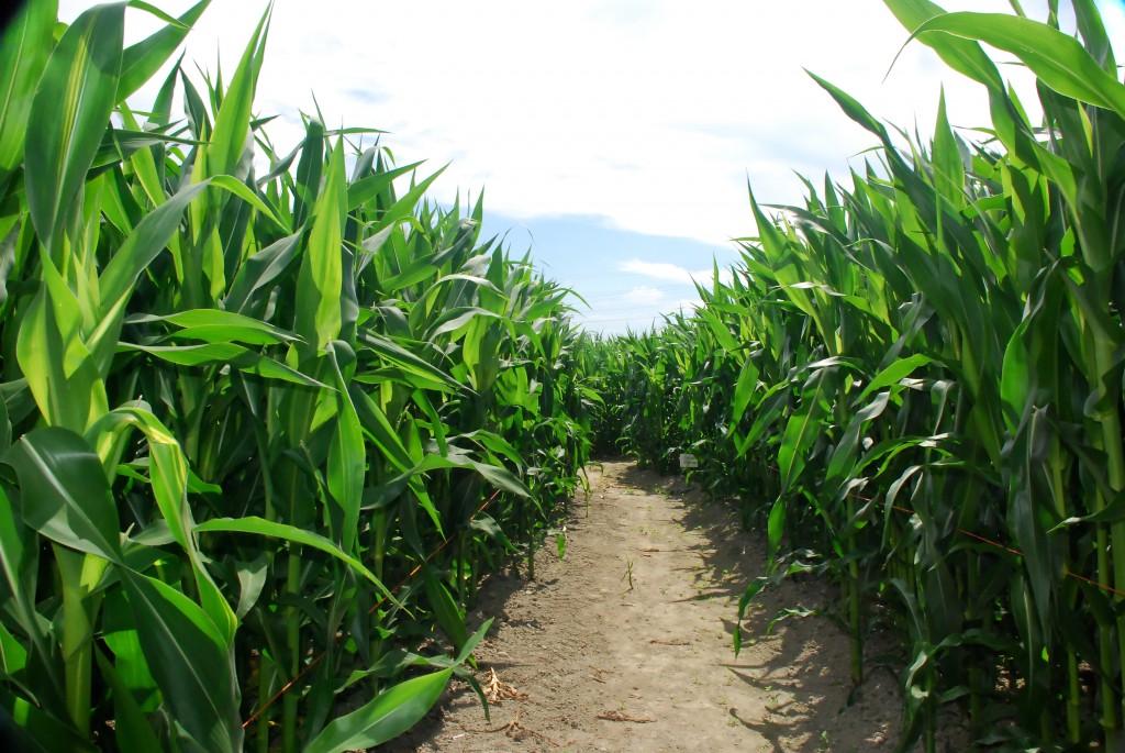 Clouds and corn
