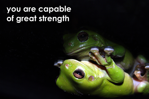 Frog-Reflection-2