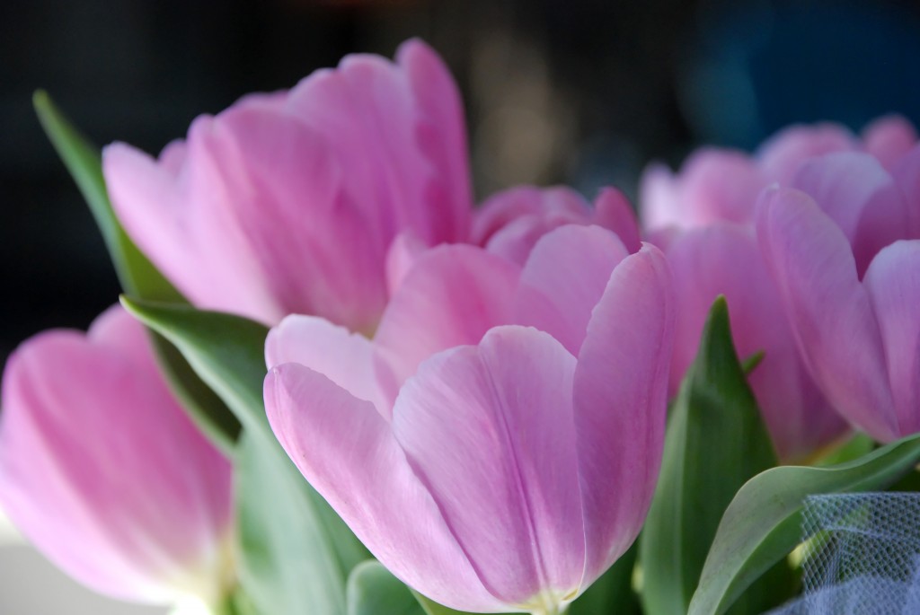 Pink Tulips
