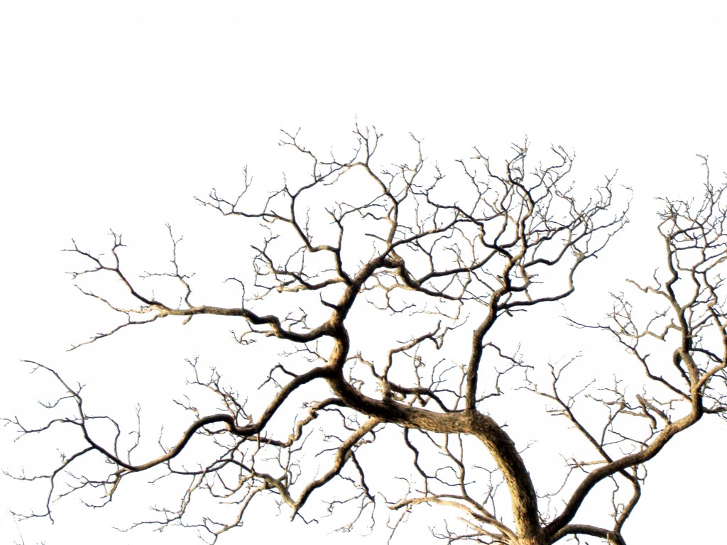 Neat_Tree_Wht_Bck