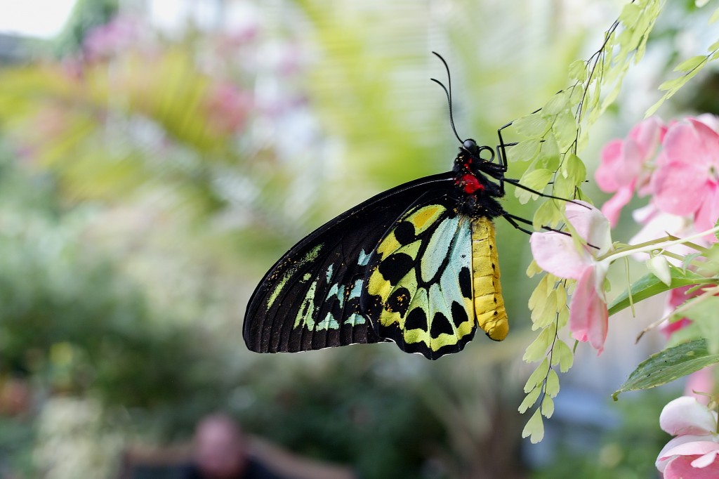 cairns_birdwing