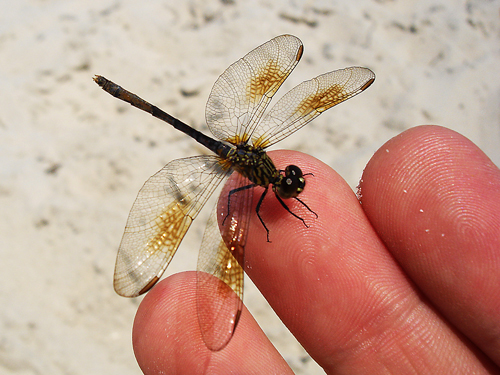 Dragonfly2