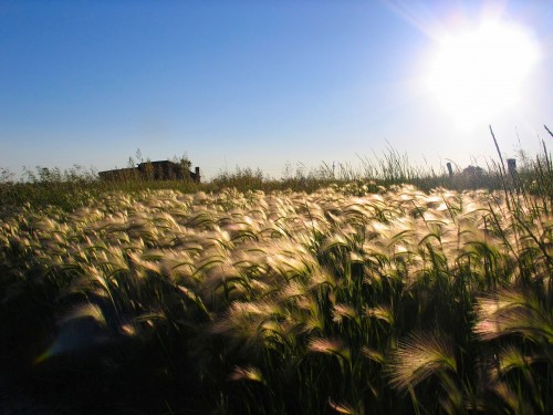 sun_on_grass
