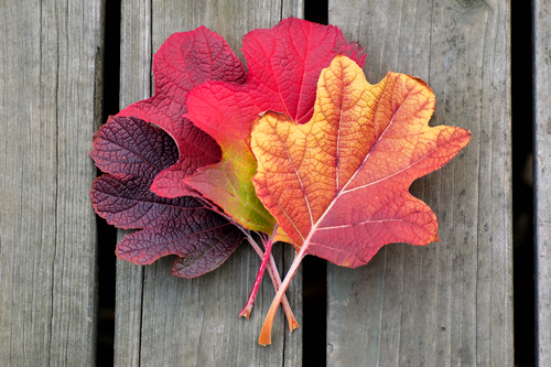 leaves