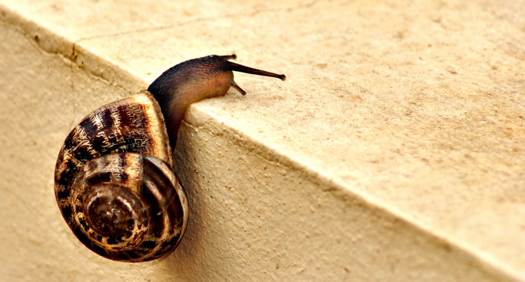 snail