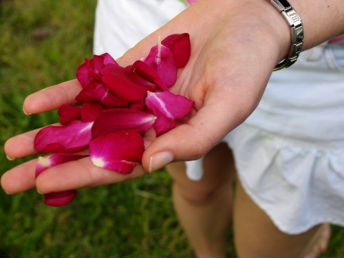 handfullpetals