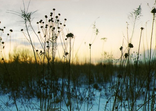Snowy_Field_At_Sunset