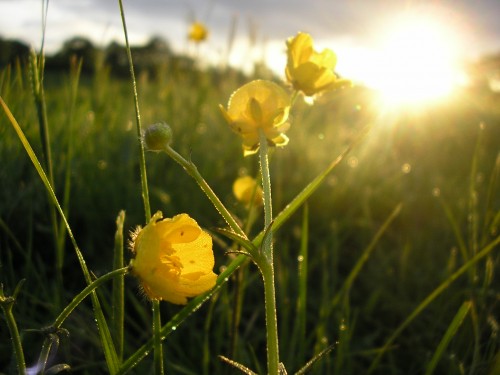 yellow flowers at dawn